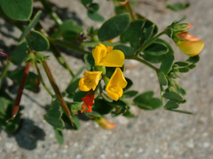 Acmispon maritimus