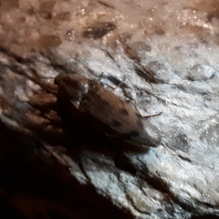 Conoderus fuscofasciatus