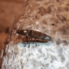 Conoderus fuscofasciatus