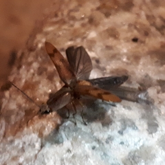 Conoderus fuscofasciatus