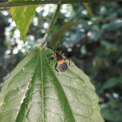 Batesparna platyptera