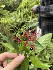 Palicourea crocea