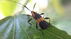 Batesparna platyptera