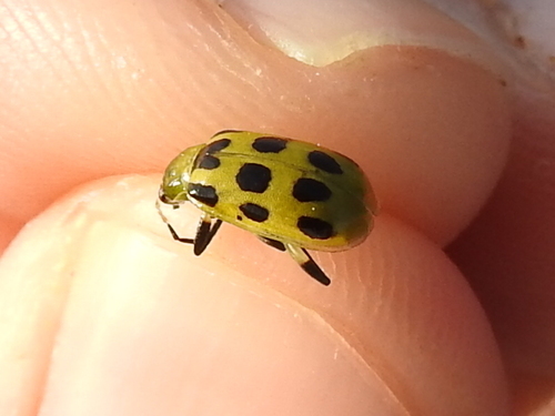 Photo of Spotted Cucumber Beetle (Diabrotica undecimpunctata)