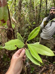 Hedyosmum arborescens