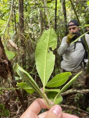 Hedyosmum arborescens