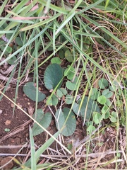 Dorstenia brasiliensis