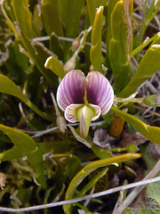 Carmichaelia corrugata