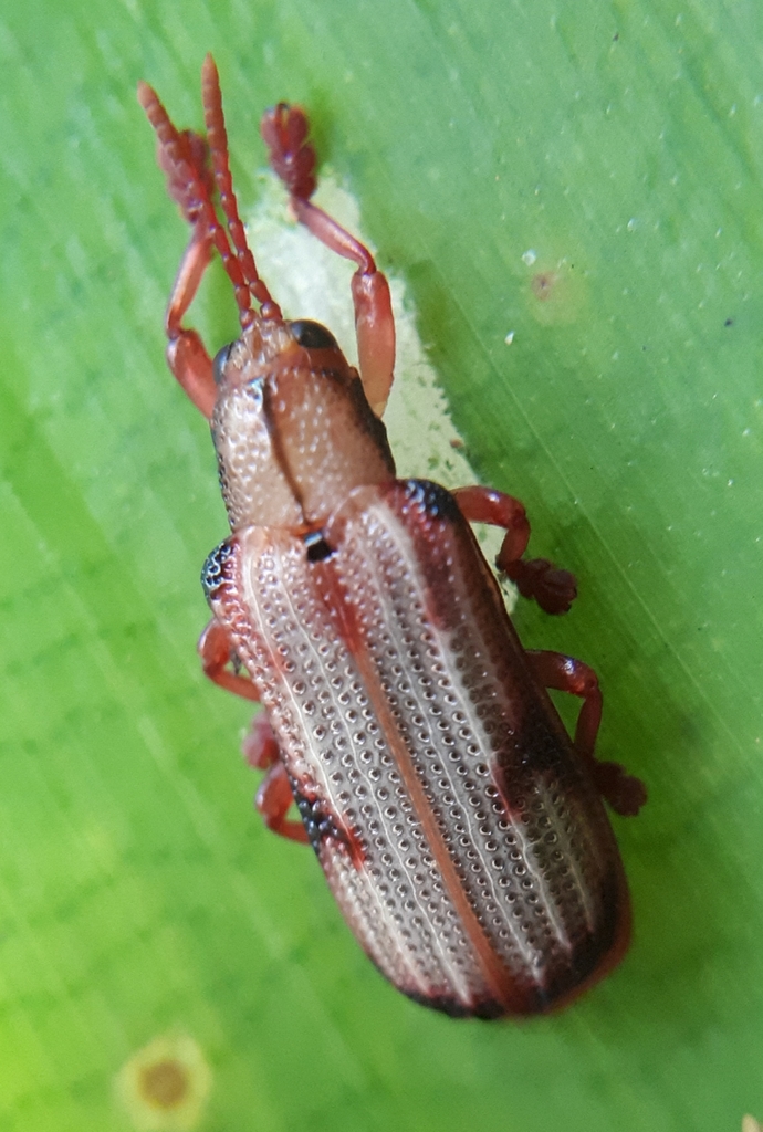 Acentroptera norrisii