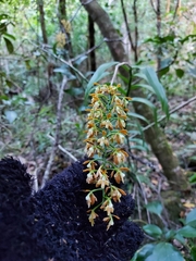 Epidendrum polyanthum