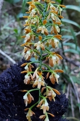 Epidendrum polyanthum