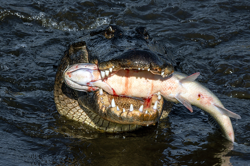 American Alligator, photo 3 of 10