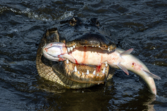 American Alligator photo 3