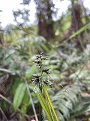 Scleria secans