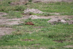 Cratogeomys merriami