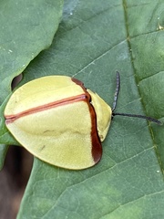 Paraselenis normalis