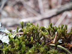 Lewinskya elegans
