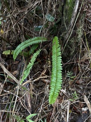 Nephrolepis rivularis
