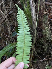 Nephrolepis rivularis