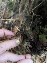 Nephrolepis rivularis