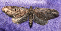 Eupithecia subapicata