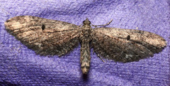 Eupithecia subapicata