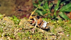 Anisocerus scopifer