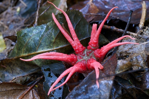 anemone stinkhorn fungus