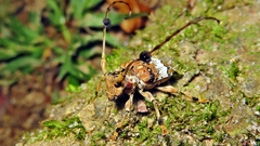Anisocerus scopifer