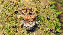 Anisocerus scopifer
