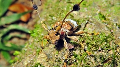 Anisocerus scopifer