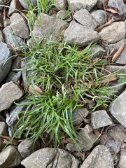 Carex breviculmis