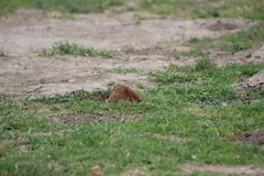 Cratogeomys merriami