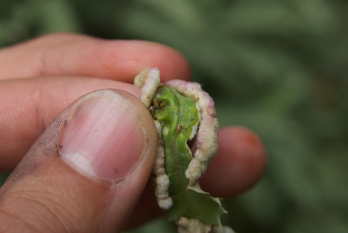 Trioza doryphora · NaturaLista Colombia