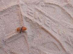 Dasymutilla californica