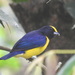 Orange-bellied Euphonia - Photo (c) Santi MD, some rights reserved (CC BY-NC), uploaded by Santi MD