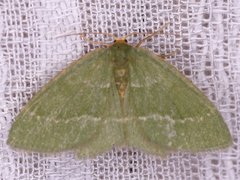 Thalera pistasciaria