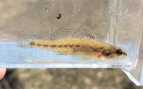 Cypress darter (Etheostoma proeliare) — Percidae