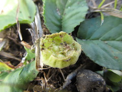 Dorstenia brasiliensis