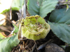 Dorstenia brasiliensis