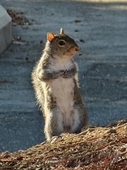 Sciurus carolinensis
