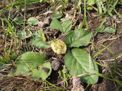 Dorstenia brasiliensis