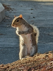 Sciurus carolinensis