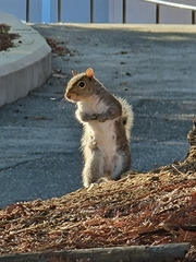 Sciurus carolinensis