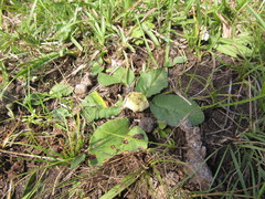Dorstenia brasiliensis