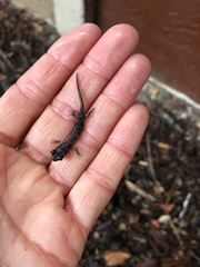 Aneides lugubris