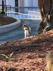 Sciurus carolinensis