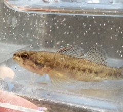 Etheostoma proeliare