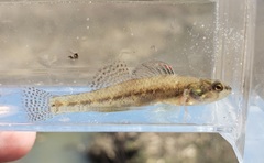Etheostoma proeliare