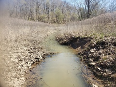 Etheostoma proeliare